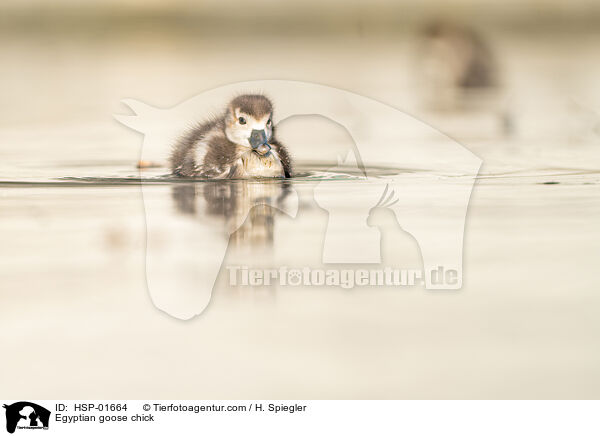 Nilgans Kken / Egyptian goose chick / HSP-01664