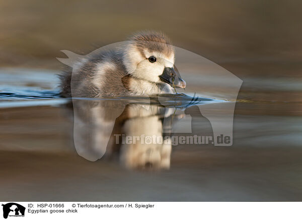 Nilgans Kken / Egyptian goose chick / HSP-01666