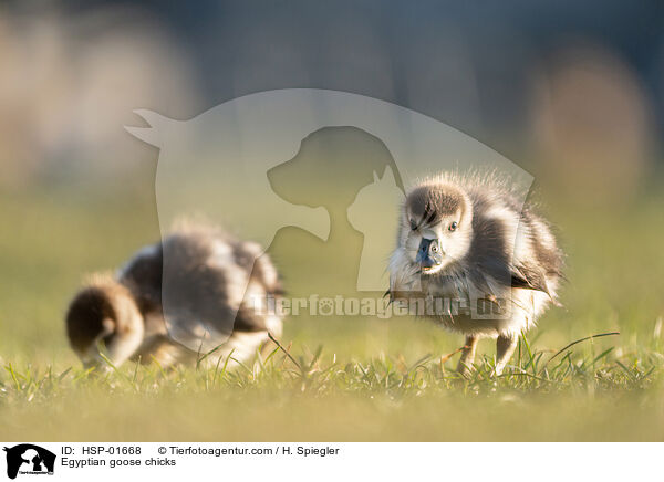 Nilgans Kken / Egyptian goose chicks / HSP-01668