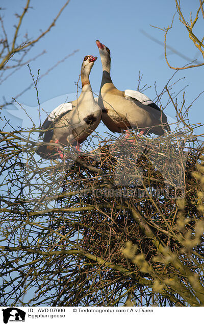 Nilgnse / Egyptian geese / AVD-07600