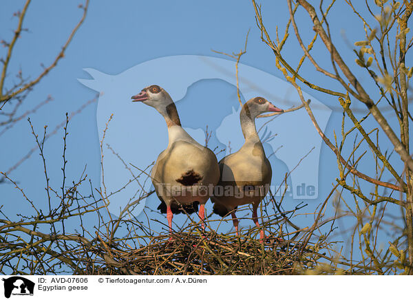 Nilgnse / Egyptian geese / AVD-07606