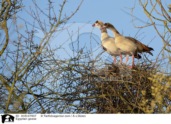 Nilgnse / Egyptian geese / AVD-07607