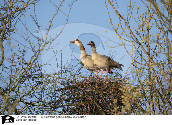Nilgnse / Egyptian geese / AVD-07608