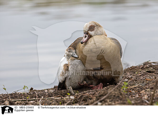 Nilgnse / Egyptian geese / MBS-25865
