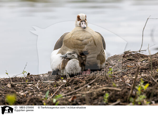 Nilgnse / Egyptian geese / MBS-25866
