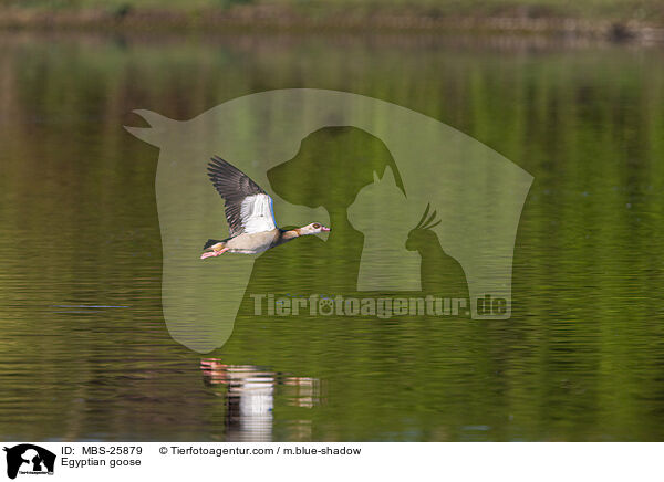 Nilgans / Egyptian goose / MBS-25879