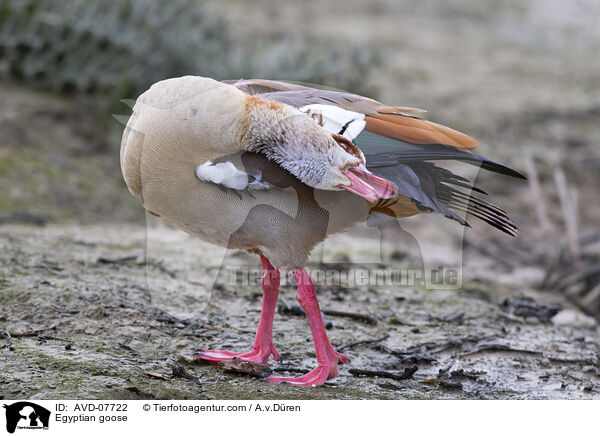 Egyptian goose / AVD-07722