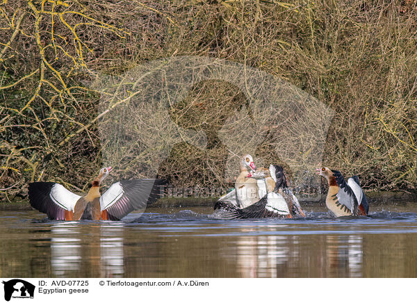 Nilgnse / Egyptian geese / AVD-07725