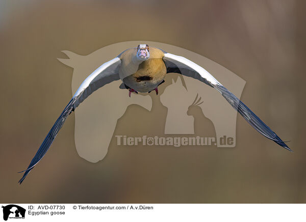 Nilgans / Egyptian goose / AVD-07730