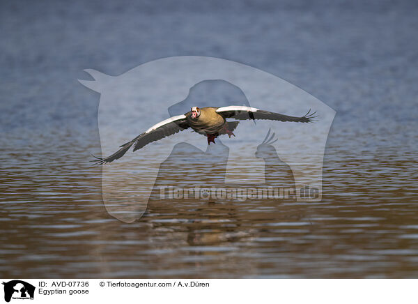 Nilgans / Egyptian goose / AVD-07736