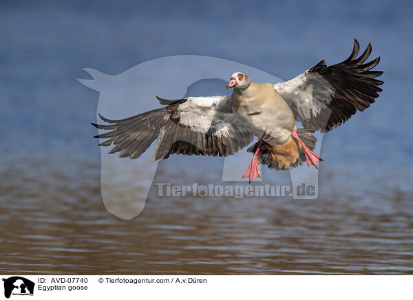 Nilgans / Egyptian goose / AVD-07740