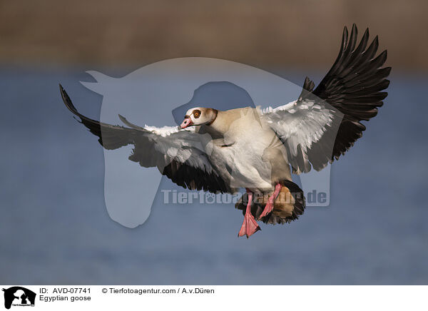 Egyptian goose / AVD-07741