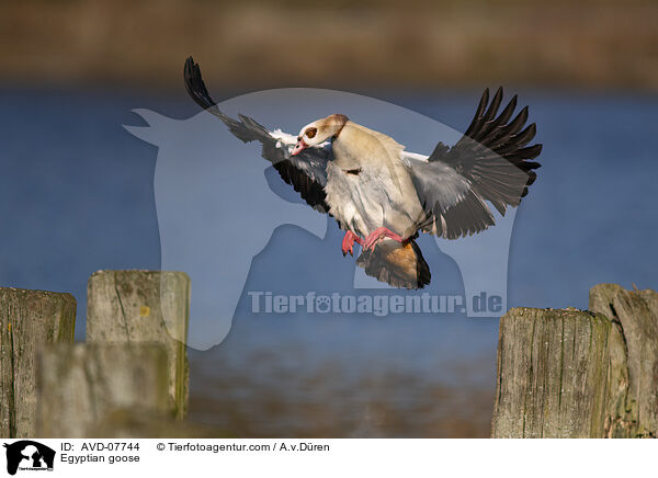 Nilgans / Egyptian goose / AVD-07744