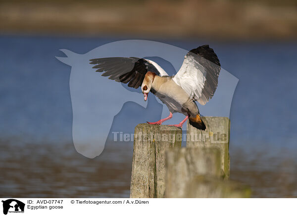 Egyptian goose / AVD-07747