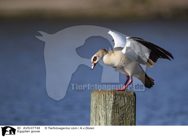 Nilgans / Egyptian goose / AVD-07748