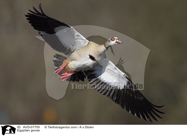 Egyptian goose / AVD-07750