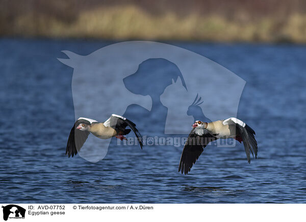 Nilgnse / Egyptian geese / AVD-07752