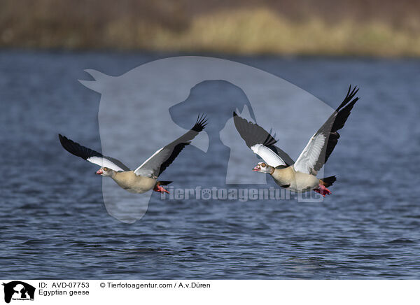 Nilgnse / Egyptian geese / AVD-07753