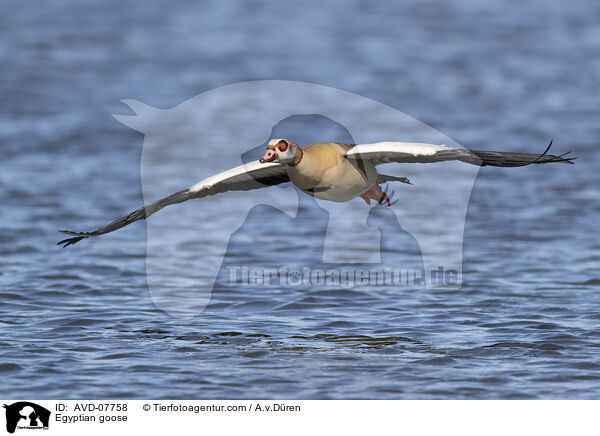 Nilgans / Egyptian goose / AVD-07758
