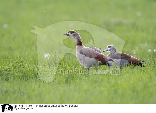 Nilgans / Egyptian goose / WS-11176