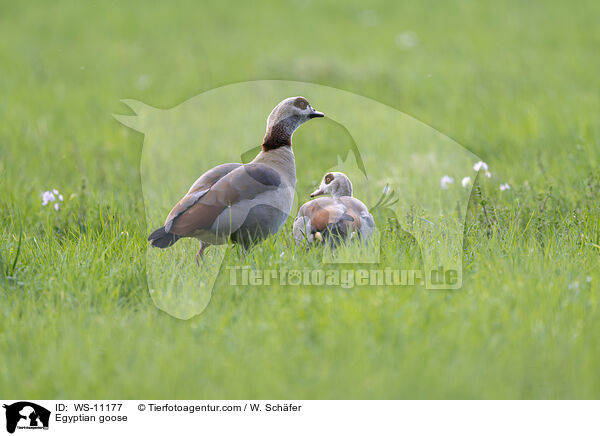 Nilgans / Egyptian goose / WS-11177