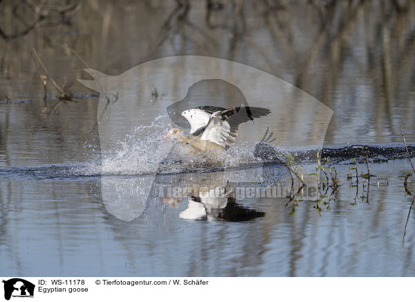 Nilgans / Egyptian goose / WS-11178