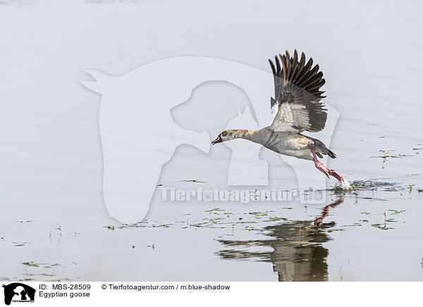 Nilgans / Egyptian goose / MBS-28509