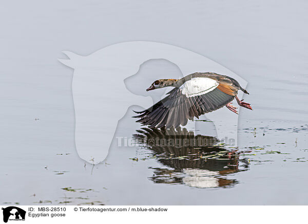 Nilgans / Egyptian goose / MBS-28510