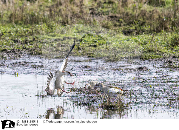 Nilgans / Egyptian goose / MBS-28513