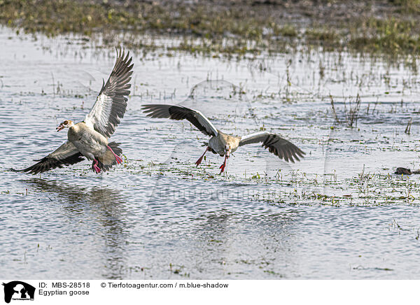Nilgans / Egyptian goose / MBS-28518