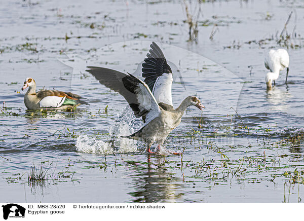 Egyptian goose / MBS-28520