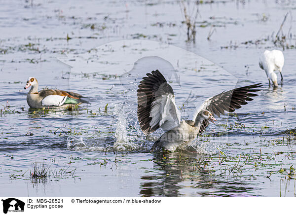 Nilgans / Egyptian goose / MBS-28521