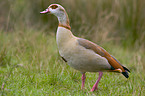 Egyptian goose