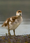 young Egyptian Goose