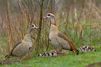 Egyptian Geese