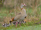 Egyptian Geese