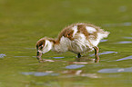 egyptian goose fledgling