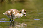 egyptian goose fledgling