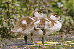 egyptian goose fledgling