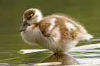 egyptian goose fledgling