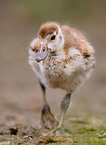 egyptian goose