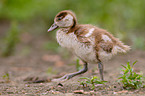 egyptian goose