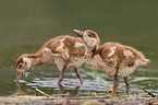 egyptian goose