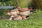 Egyptian Goose