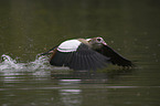 Egyptian goose