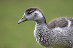 young Egyptian goose