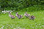 young Egyptian geese