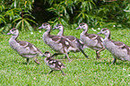 young Egyptian geese