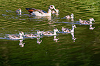 Egyptian geese