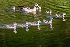 Egyptian geese